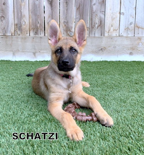 Schatzi (Puppy)