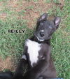 Reilly (Puppy)
