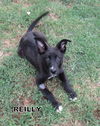 Reilly (Puppy)