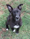 Reilly (Puppy)