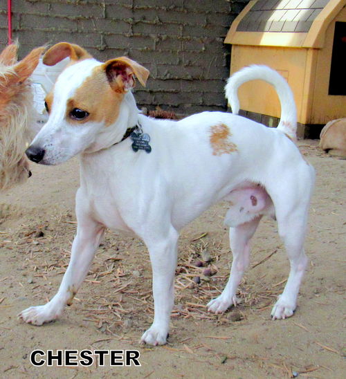 Chester