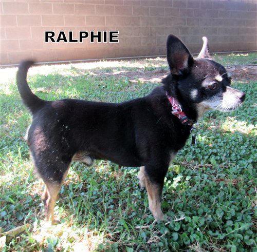 Ralphie (GrandPaws)
