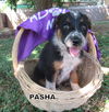 Pasha (Puppy)