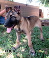 Lola (Puppy)