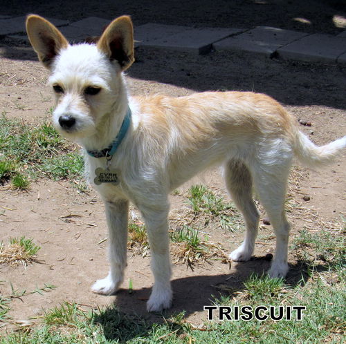 Triscuit