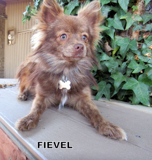 Fievel (Ritzy)