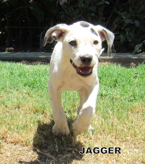 Jagger (Puppy)