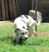 Jagger (Puppy)