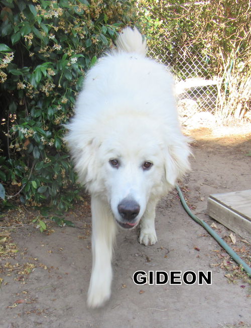 Gideon (Ritzy)