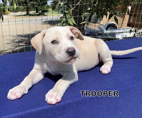 Trooper (Puppy)