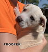 Trooper (Puppy)