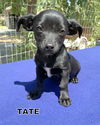 Tate (Puppy)