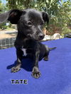 Tate (Puppy)