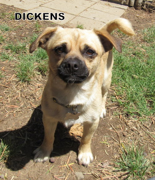 Dickens