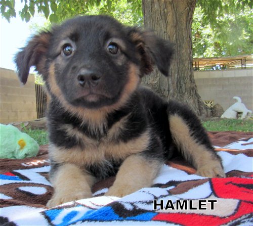 Hamlet (Puppy)