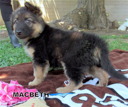 Macbeth (Puppy)