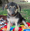 Tybalt (Puppy)