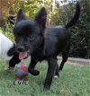 Evie (Puppy)