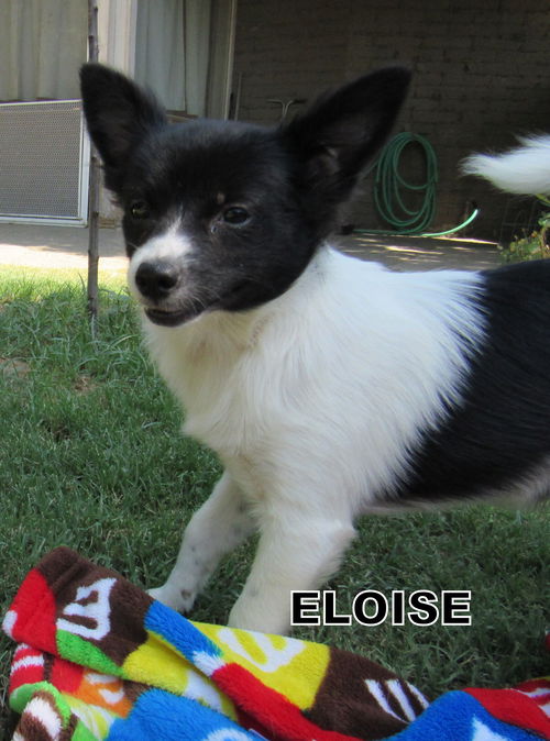 Eloise (Puppy)