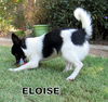 Eloise (Puppy)