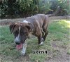 Brynn (Puppy)