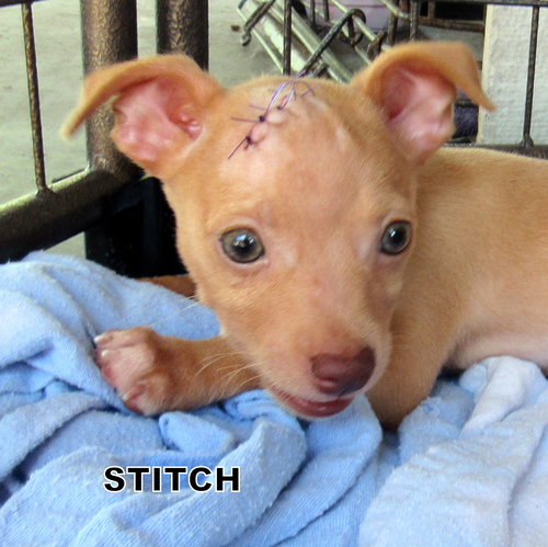 Stitch(Puppy)