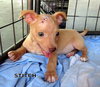 Stitch(Puppy)