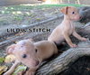 Stitch(Puppy)