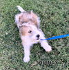 Quincy (Puppy)