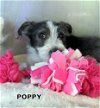 Poppy (Puppy)