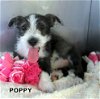 Poppy (Puppy)