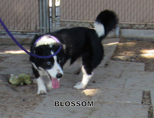 Blossom