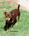 Pedro