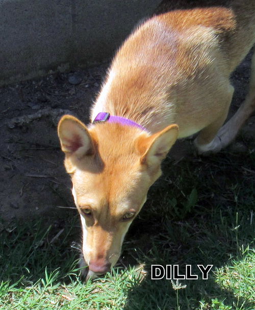 Dilly