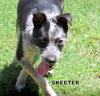 Skeeter