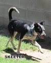 Skeeter