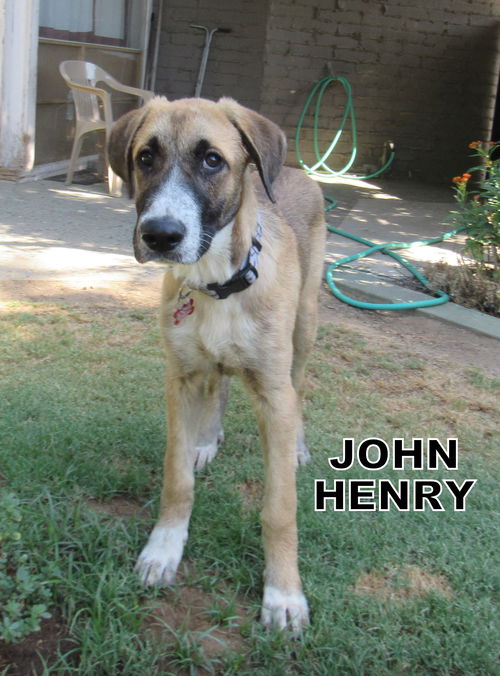 John Henry (Puppy)