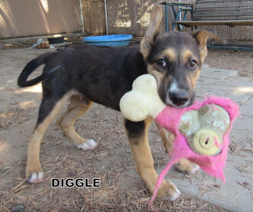 Diggle (Puppy)