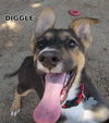 Diggle (Puppy)