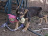 Diggle (Puppy)