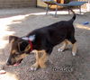 Diggle (Puppy)