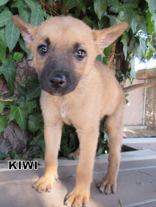 Kiwi (Puppy)