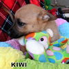 Kiwi (Puppy)