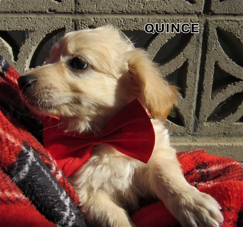 Quince (Puppy)