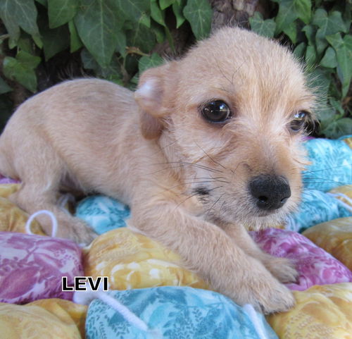 Levi (Puppy)