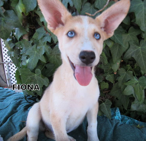 Fiona (Puppy)