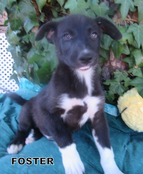 Foster (Puppy)