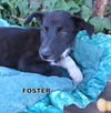 Foster (Puppy)