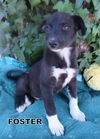 Foster (Puppy)