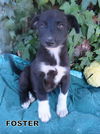 Foster (Puppy)